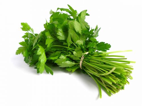 Click Here To Enlarge This Photo Of Fresh Coriander 新鮮香菜